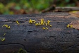 Calocera cornea image