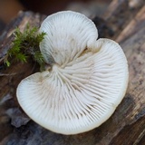 Crepidotus mollis image