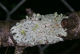 Hypotrachyna livida image