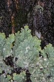 Flavopunctelia flaventior image