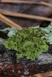 Tuckermanella fendleri image
