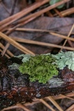 Tuckermanella fendleri image