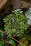 Tuckermanella fendleri image