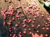 Lycogala epidendrum image