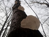 Trametes gibbosa image