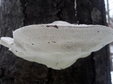 Trametes gibbosa image