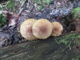 Leucopholiota decorosa image