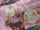 Leucopholiota decorosa image