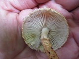Leucopholiota decorosa image