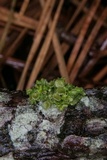 Tuckermanella fendleri image