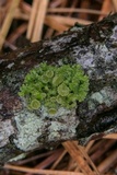 Tuckermanella fendleri image