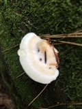 Postia fragilis image
