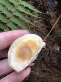 Postia fragilis image
