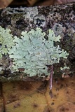 Myelochroa galbina image
