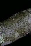 Arthonia rubella image