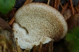 Postia fragilis image