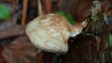 Postia fragilis image