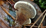 Coltricia montagnei var. montagnei image
