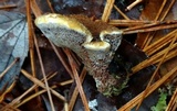 Coltricia montagnei image