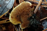 Coltricia montagnei var. montagnei image