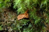 Coltriciella dependens image