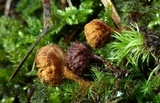 Coltriciella dependens image