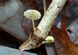 Mycena carolinensis image