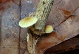 Mycena carolinensis image