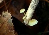 Mycena carolinensis image