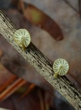 Mycena carolinensis image