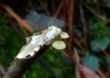 Mycena carolinensis image