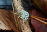 Mycena carolinensis image
