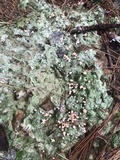 Dibaeis baeomyces image