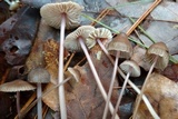 Mycena flavescens image