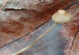 Mycena flavescens image