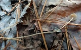 Mycena flavescens image