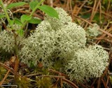 Cladonia mitis image