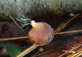 Panellus ringens image