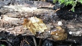 Gymnopus quercophilus image