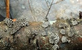 Stromatocyphella conglobata image