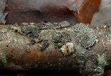 Stromatocyphella conglobata image