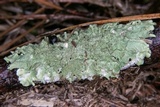 Canoparmelia caroliniana image
