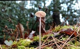 Mycena flavescens image