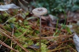 Mycena flavescens image