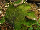Peltigera leucophlebia image