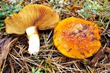 Cortinarius mucosus image