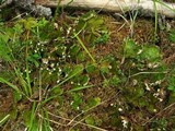 Peltigera leucophlebia image