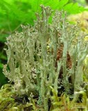 Cladonia cenotea image