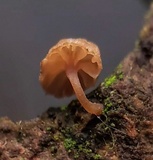 Mycena corticola image