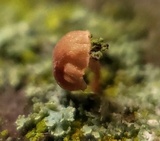 Mycena corticola image